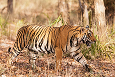 Bengal Tiger auf dem Weg zum Wasserloch, Bandhavgarh Nationalpark