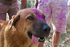 jeder macht mit beim Holifest, auch der Hund