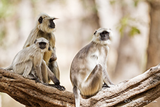 Hanuman-Langur, Bandhavgarh Nationalpark