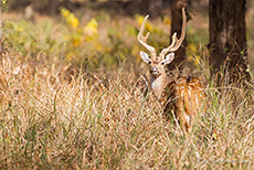 Axishirsch im Bandhavgarh Nationalpark