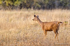 Sambar Hirschkuh, Bandhavgarh Nationalpark