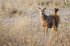 Sambar Hirschkalb, Bandhavgarh Nationalpark