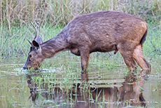 Sambar Hirsch, Bandhavgarh Nationalpark