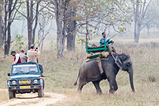 Mahout im Kanha Nationalpark