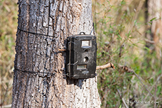 Fotofalle im Kanha Nationalpark