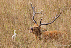 Barasingha (Rucervus duvaucelii), Kanha Nationalpark