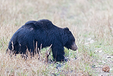 Lippenbär (Melursus ursinus), Kanha Nationalpark