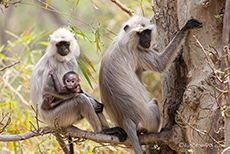 Hanuman-Langur Familie, Kanha Nationalpark