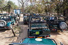 Rush hour am Gate zum  Kanha Nationalpark