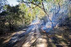 Waldarbeiter beim legen einer Feuerschneise im Kanha Nationalpark