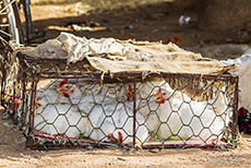Käfighaltung in Indien