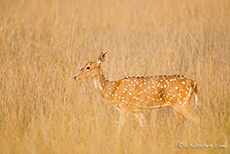 Axishirschkuh, Kanha Nationalpark