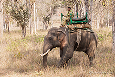 Mahout im Kanha Nationalpark
