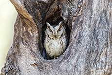 Zwergohreule (Otus bakkamoena), Kanha Nationalpark