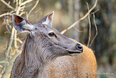 Sambar Hirschkuh, Kanha Nationalpark