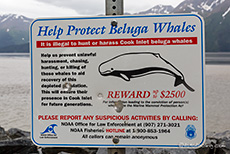 Beluga Point am Turnagain Arm, Alaska