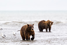 Bären an der Meeresmündung des Silver Salmon Creeks, Lake Clark Nationalpark