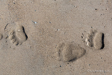 Braunbärspuren im Sand
