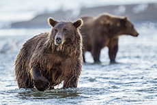 Braunbären beim Fischen im Silver Salmon Creek, Lake Clark Nationalpark, Alaska