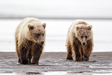 ziemlich nasse Bärenkinder, Lake Clark Nationalpark, Alaska