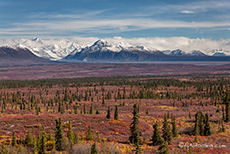 Herbstlandschaft vor der Alaska Range, Denali Highway