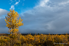 Golden zeigt sich das Herbstlaub, Denali Nationalpark, Alaska