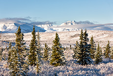 Winterwonderland, Denali Nationalpark, Alaska