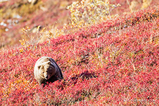 Unser 1. Grizzly im Denali Nationalpark, Alaska