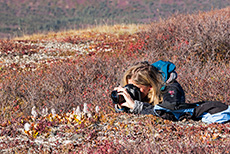 Andrea beim Blümchenfotografieren, Denali Nationalpark, Alaska