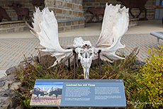 Traurig, zwei Elchbullen starben, weil sich die Geweihe ineinander verhackt haben, Eielson Visitor Center, Denali Nationalpark, Alaska