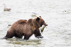 Braunbär mit Lachs, Chilkoot River, Haines, Alaska