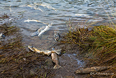 Am Chilkoot River lagen Tausende von toten Lachsen herum