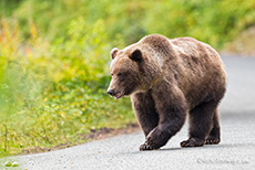 Braunbär auf dem Weg zum Chilkoot River, Alaska