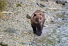 Die toten Lachse interessieren den Braunbären überhaupt nicht, Chilkoot River, Alaska