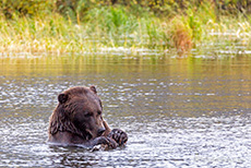 Braunbär im Alaska Wildlife Conservation Center, Alaska