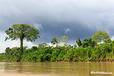 Tolle Vegetation am Ufer des Rio Napo