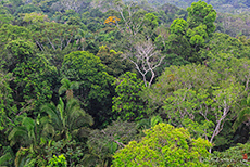 Hoch über den Bäumen des Amazonas