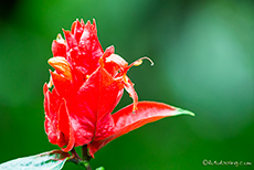 Rote Blüte in der Gartenanlage