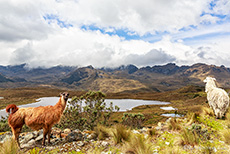 Lamas im El Cajas Nationalpark, Ecuador