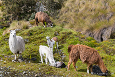 Lamas mit Jungtieren im El Cajas Nationalpark, Ecuador