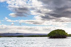 Mangroveninsel bei Caleta Tortuga, Insel Santa Cruz, Galapagos Inseln