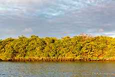 Mangrovenwälder, Caleta Tortuga Negra,Insel Santa Cruz, Galapagos Inseln