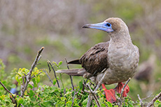 Rotfußtölpel (Sula sula), Braune Morphe, en: Red-footed booby, Darwin Bay, Insel Genovesa, Galapagos Inseln