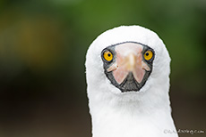Was für ein Blick - Nazcatölpel (Sula granti), Nazca booby, Darwin Bay, Insel Genovesa, Galapagos Inseln
