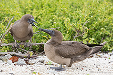 Junge Tölpel bei einem Streitgespräch, Rotfußtölpel (Sula sula), Red-footed booby, Jungtier, Darwin Bay, Insel Genovesa, Galapagos Inseln