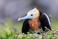 Bindenfregattvogel, Jungvogel im Nest (Fregata minor), Great frigatebird, Darwin Bay, Insel Genovesa, Galapagos Inseln