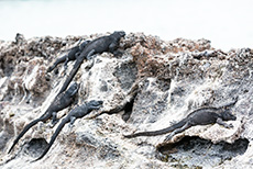 Meerechsen (Amblyrhynchus cristatus), Marine iguana, Darwin Bay, Insel Genovesa, Galapagos Inseln