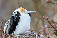Bindenfregattvogel Jungvogel (Fregata minor), Great frigatebird, Prince Philip´s steps, Darwin Bay, Insel Genovesa, Galapagos Inseln
