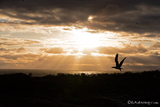 Die Sonne kommt nochmal durch, Prince Philip´s steps, Darwin Bay, Insel Genovesa, Galapagos Inseln