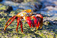 Rote Klippenkrabbe (Grapsus grapsus), Red rock crab, spuckt Wasser aus, Sullivan Bay, Insel Santiago, Galapagos Inseln